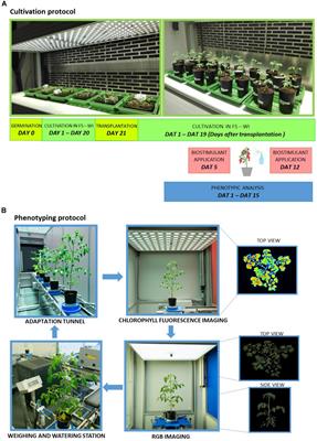 Understanding the Biostimulant Action of Vegetal-Derived Protein Hydrolysates by High-Throughput Plant Phenotyping and Metabolomics: A Case Study on Tomato